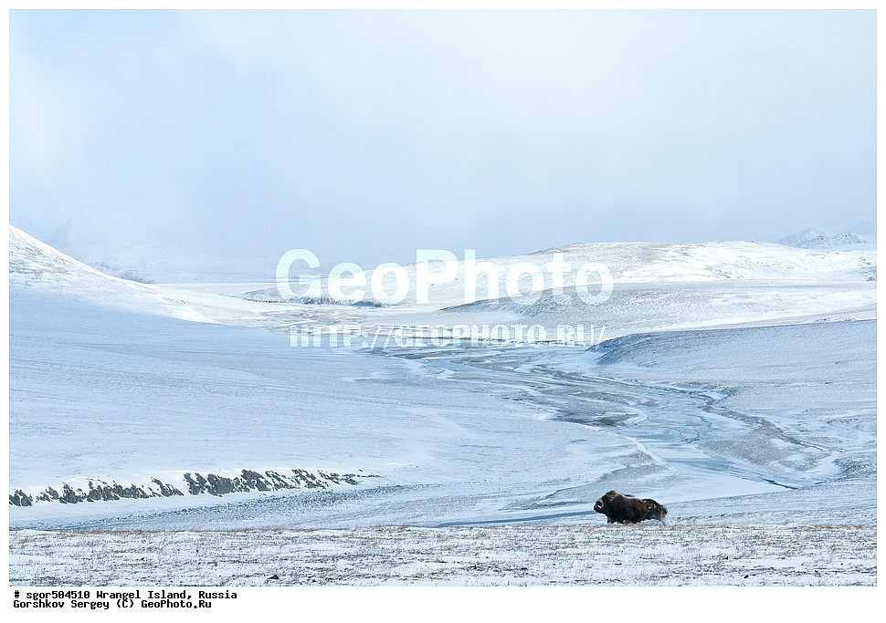 �������, ��������, ���������, �����, ���������, ��������� ���������� �����, ��������� ��, ��������-��������� ����, ��������� ����, �������, ������ ��������, ����������, ��������, ����������, ������, ��������, ��������, �������������, �������������, �����, �����, ���������, Bovidae, �������, Ovibos moschatus, XYZ