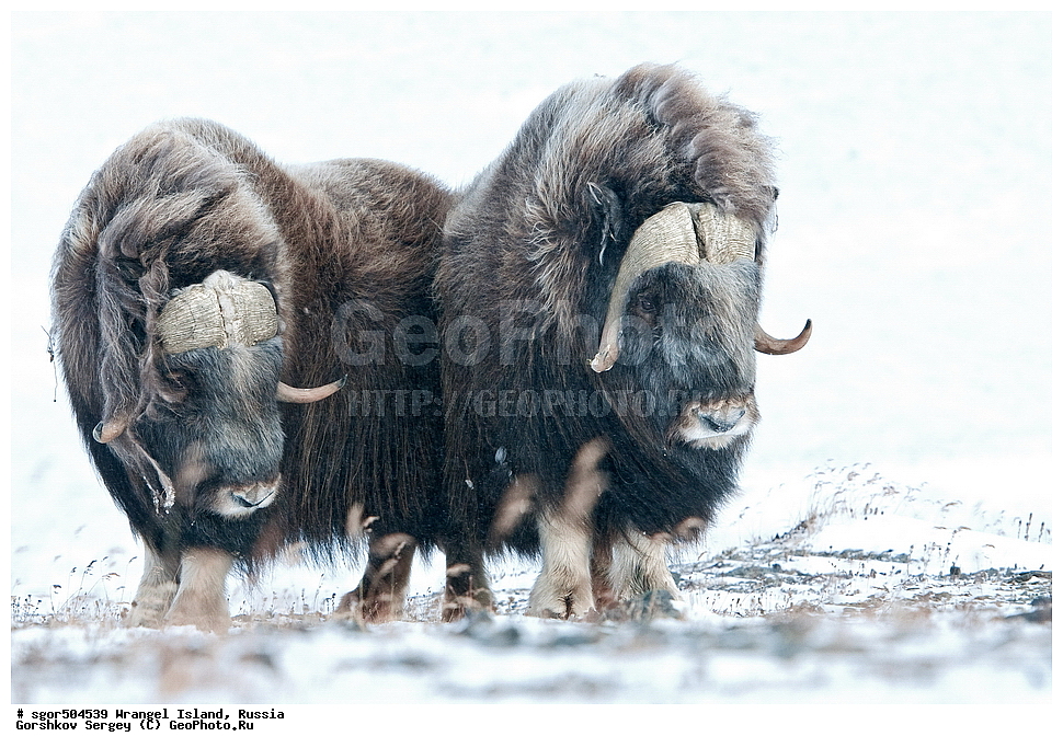 �������, ��������, ���������, �����, ���������, ��������� ���������� �����, ��������� ��, ��������-��������� ����, ��������� ����, �������, ������ ��������, ����������, ��������, ����������, ������, ��������, ��������, �������������, �������������, �����, �����, ���������, Bovidae, �������, Ovibos moschatus, XYZ