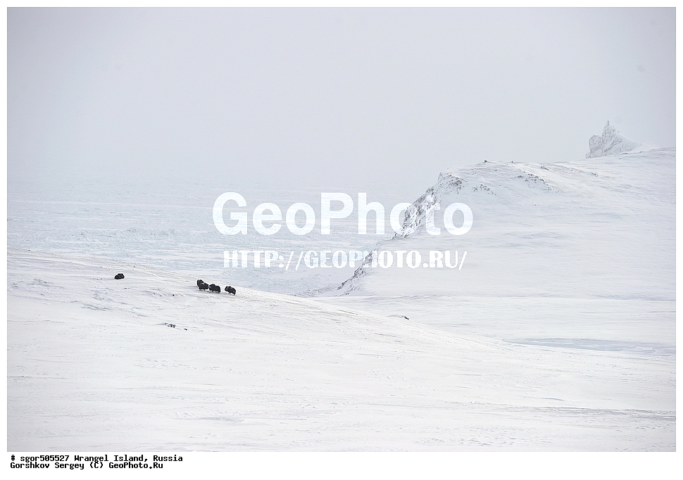 �������, ��������, ���������, �����, ���������, ��������� ���������� �����, ��������� ��, ��������-��������� ����, ��������� ����, �������, ������ ��������, ����������, ��������, ����������, ������, ��������, ��������, �������������, �������������, �����, �����, ���������, Bovidae, �������, Ovibos moschatus, �����, XYZ