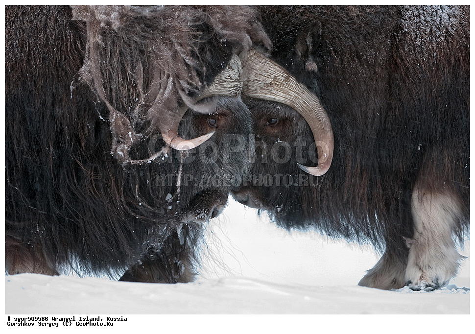 �������, ��������, ���������, �����, ���������, ��������� ���������� �����, ��������� ��, ��������-��������� ����, ��������� ����, �������, ������ ��������, ����������, ��������, ����������, ������, ��������, ��������, �������������, �������������, �����, �����, ���������, Bovidae, �������, Ovibos moschatus, XYZ