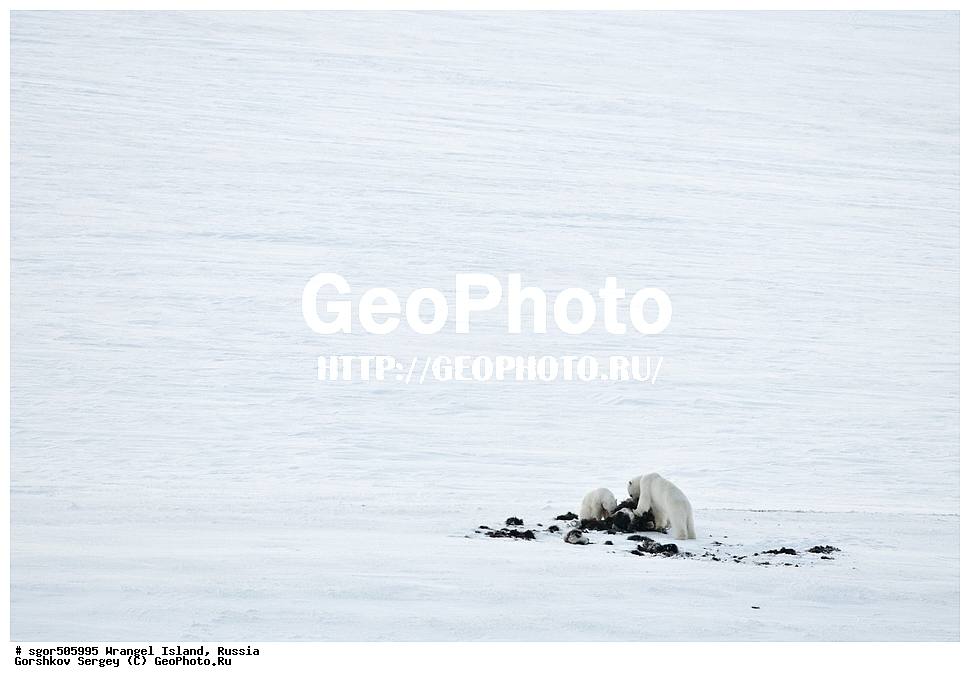 �������, ��������, ���������, �����, ���������, ��������� ���������� �����, ��������� ��, ��������-��������� ����, ��������� ����, �������, ������ ��������, ����������, ��������, ����������, ������, ��������, ��������, �������, ������, �������������, �������������, �����, �����, ������� �������������, ������� �������������, ������� �����, �������, XYZ, ��������, Ursidae, ����� �������, �������� �������, �������� �������, ������� �������, �����, �����, ����, Ursus maritimus, Thalarctos maritimus, ���������, ���������, �������, ������