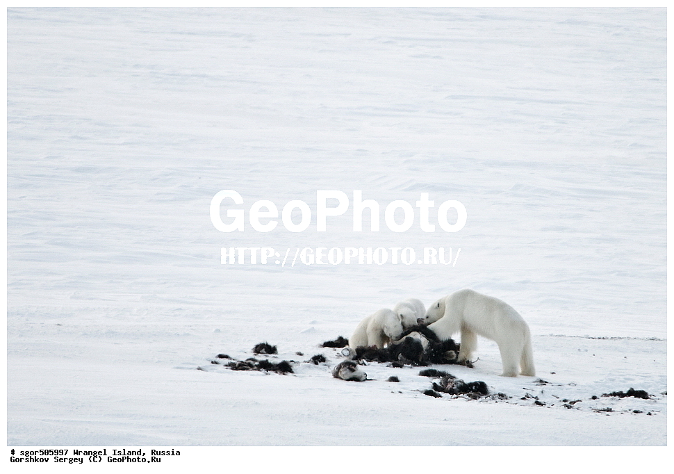 �������, ��������, ���������, �����, ���������, ��������� ���������� �����, ��������� ��, ��������-��������� ����, ��������� ����, �������, ������ ��������, ����������, ��������, ����������, ������, ��������, ��������, �������, ������, �������������, �������������, �����, �����, ������� �������������, ������� �������������, ������� �����, �������, XYZ, ��������, Ursidae, ����� �������, �������� �������, �������� �������, ������� �������, �����, �����, ����, Ursus maritimus, Thalarctos maritimus, ���������, ���������, �������, ������