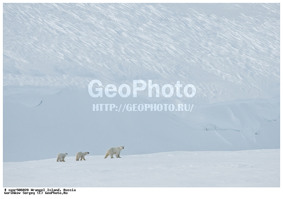 �������, ��������, ���������, �����, ���������, ��������� ���������� �����, ��������� ��, ��������-��������� ����, ��������� ����, �������, ������ ��������, ����������, ��������, ����������, ������, ��������, ��������, �������, ������, �������������, �������������, �����, �����, ������� �������������, ������� �������������, ������� �����, �������, XYZ, ��������, Ursidae, ����� �������, �������� �������, �������� �������, ������� �������, �����, �����, ����, Ursus maritimus, Thalarctos maritimus, ���������, �����������