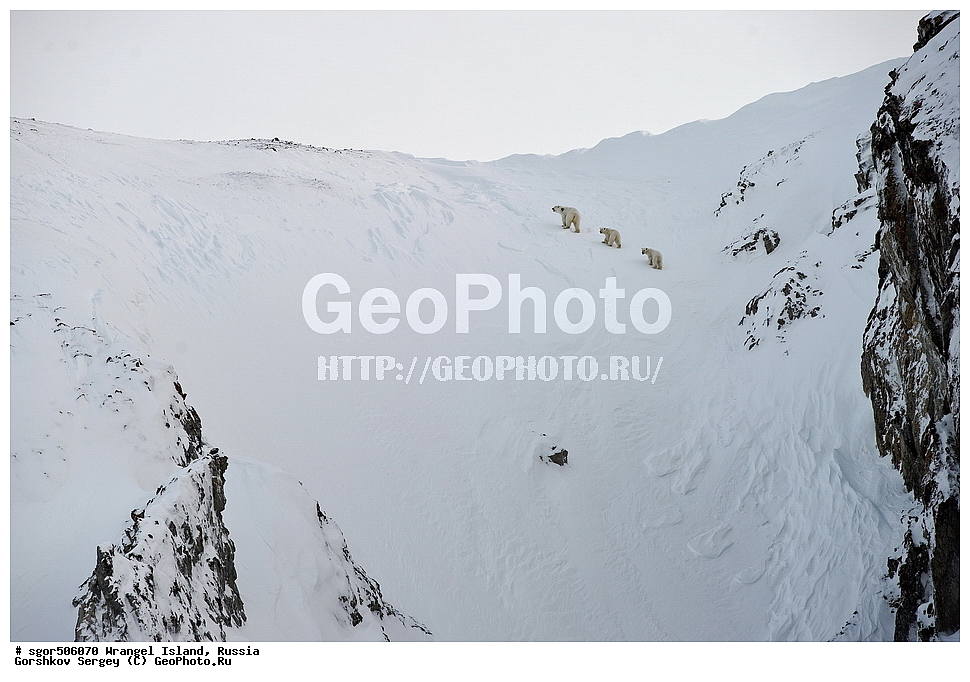  �������, ��������, ���������, �����, ���������, ��������� ���������� �����, ��������� ��, ��������-��������� ����, ��������� ����, �������, ������ ��������, ����������, ��������, ����������, ������, ��������, ��������, �������, ������, �������������, �������������, �����, �����, ������� �������������, ������� �������������, ������� �����, �������, XYZ, ��������, Ursidae, ����� �������, �������� �������, �������� �������, ������� �������, �����, �����, ����, Ursus maritimus, Thalarctos maritimus, ���������, ���������, ��� ������