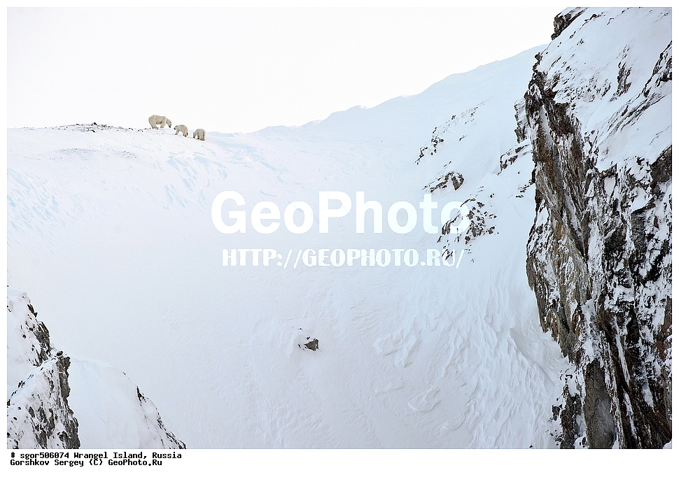  �������, ��������, ���������, �����, ���������, ��������� ���������� �����, ��������� ��, ��������-��������� ����, ��������� ����, �������, ������ ��������, ����������, ��������, ����������, ������, ��������, ��������, �������, ������, �������������, �������������, �����, �����, ������� �������������, ������� �������������, ������� �����, �������, XYZ, ��������, Ursidae, ����� �������, �������� �������, �������� �������, ������� �������, �����, �����, ����, Ursus maritimus, Thalarctos maritimus, ���������, ���������, ��� ������