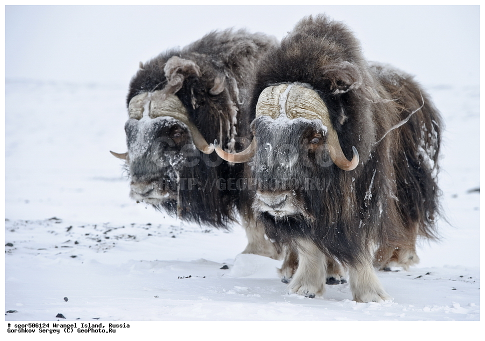 �������, ��������, ���������, �����, ���������, ��������� ���������� �����, ��������� ��, ��������-��������� ����, ��������� ����, �������, ������ ��������, ����������, ��������, ����������, ������, ��������, ��������, �������������, �������������, �����, �����, ���������, Bovidae, �������, Ovibos moschatus, XYZ