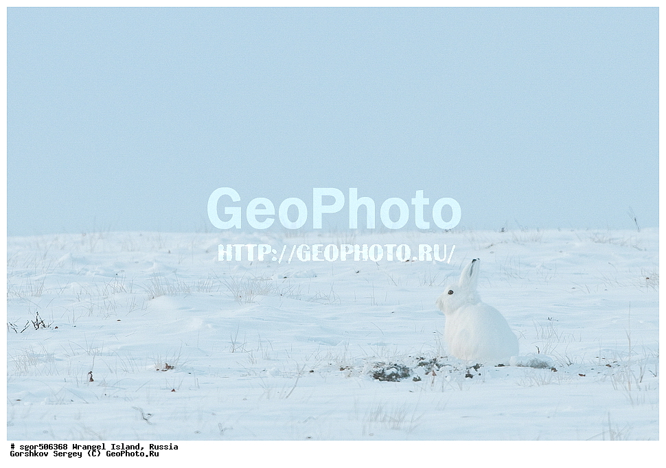 �������, ��������, ���������, �����, ���������, ��������� ���������� �����, ��������� ��, ��������-��������� ����, ��������� ����, �������, ������ ��������, ����������, ��������, ����������, ������, ��������, ��������, �������������, �������������, �����, �����, XYZ, ��������, Leporidae, ����-�����, �����, Lepus timidus