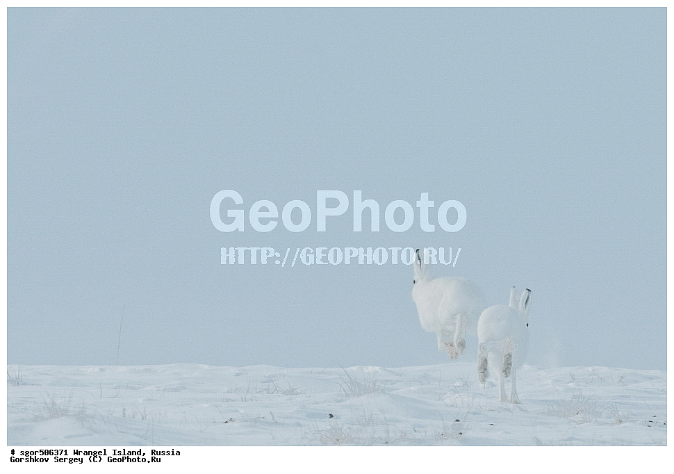 �������, ��������, ���������, �����, ���������, ��������� ���������� �����, ��������� ��, ��������-��������� ����, ��������� ����, �������, ������ ��������, ����������, ��������, ����������, ������, ��������, ��������, �������������, �������������, �����, �����, XYZ, ��������, Leporidae, ����-�����, �����, Lepus timidus