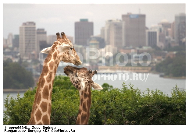 ���������, ������, �������