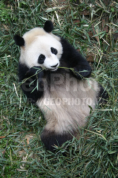 �����, �������� ���, �����, XYZ, �������������, �����, ��������, Ursidae, ������� �����, ���������� �������, Ailuropoda melanoleuca