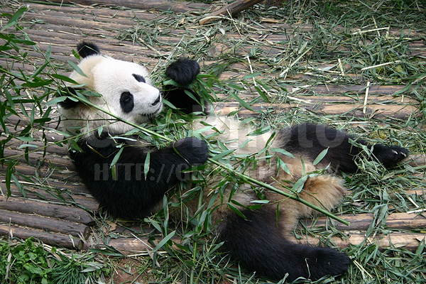 �����, �������� ���, �����, XYZ, �������������, �����, ��������, Ursidae, ������� �����, ���������� �������, Ailuropoda melanoleuca