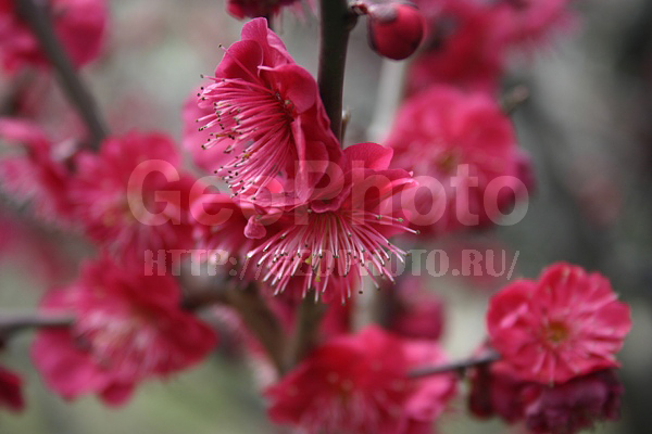 �����, ������, �����, ��������, �����