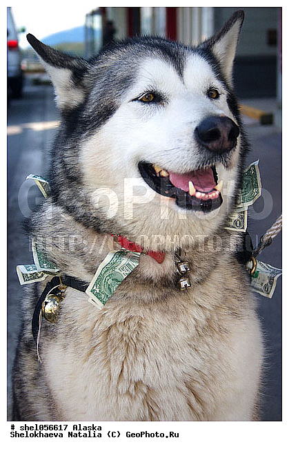 ������, �����, ������