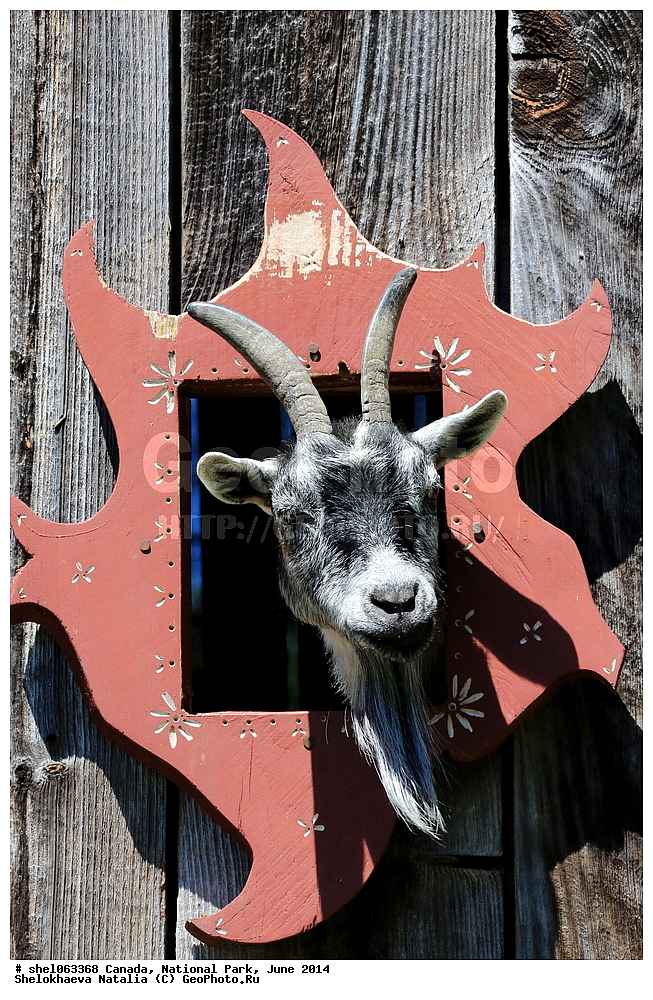 ������, ������������ ����, ���� 2014, �����, ��������, ��������, �������������, �������������, �����, �����, XYZ, ���������, Bovidae, ���� ��������, Capra aegagrus hircus, ��������, ��������, �������������, �������������, �����, �����, XYZ, ���������, Bovidae, ���� ��������, Capra aegagrus hircus