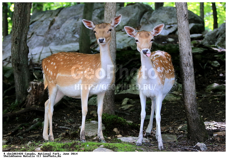 ������, ������������ ����, ���� 2014, �����, ��������, ��������, �������������, �������������, �����, �����, XYZ, ��������, ������, Cervidae, Dama dama, ��������, ��������, �������������, �������������, �����, �����, XYZ, ��������, ������, Cervidae, Dama dama