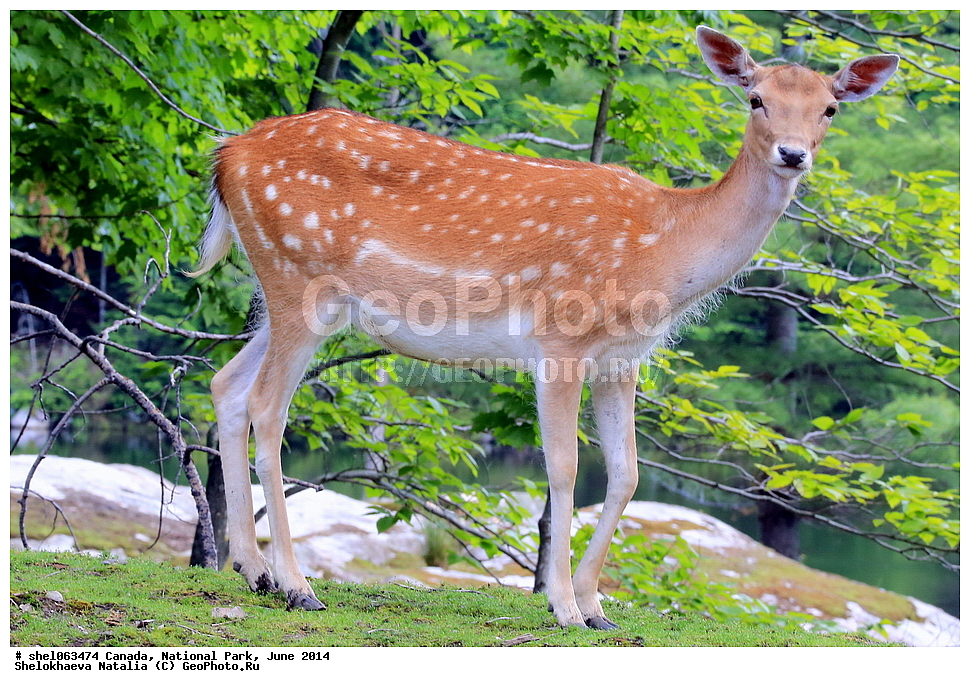 ������, ������������ ����, ���� 2014, �����, ��������, ��������, �������������, �������������, �����, �����, XYZ, ��������, ������, Cervidae, Dama dama, ��������, ��������, �������������, �������������, �����, �����, XYZ, ��������, ������, Cervidae, Dama dama