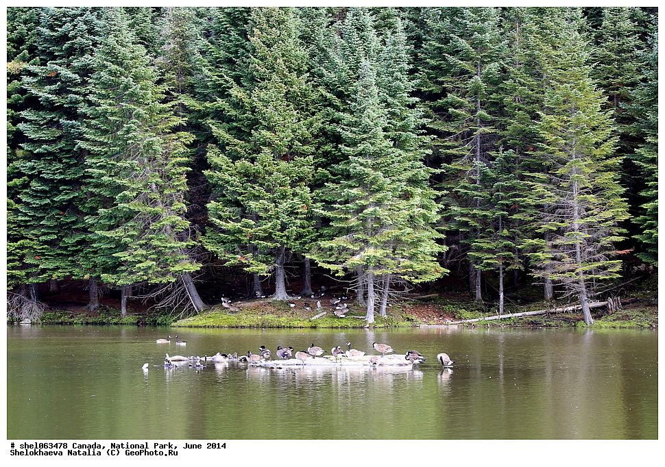 ������, ������������ ����, ���� 2014, �����, ��������, ��������, �����, �����, �����������������, ������������� �����, ������������� �����, XYZ, ������, Anatidae, ��������� �������, Branta canadensis