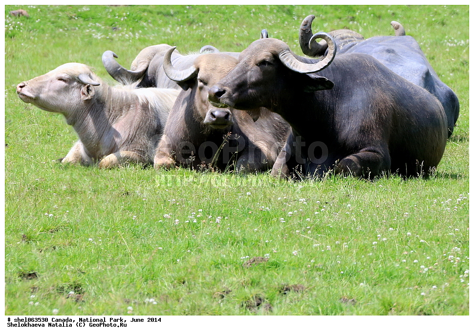 ������, ������������ ����, ���� 2014, �����, ��������, ��������, �������������, �������������, �����, �����, XYZ, ���������, Bovidae, ��������� ������, ��������� ������, Bubalus bubalis