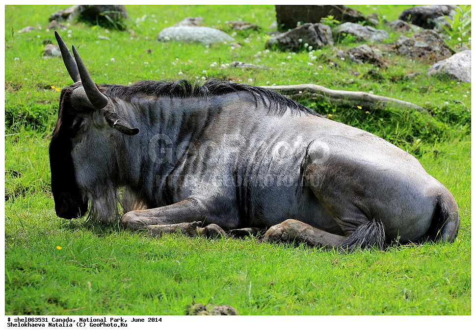 ������, ������������ ����, ���� 2014, �����, ��������, ��������, �������������, �������������, �����, �����, XYZ, ���������, Bovidae, ������� ���, ��������� ���, Connochaetes taurinus