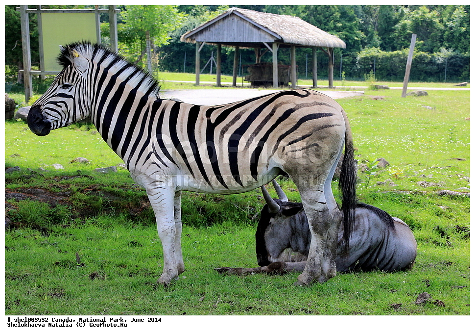 ������, ������������ ����, ���� 2014, �����, ��������, ��������, �������������, �������������, �����, �����, XYZ, ���������, Equidae, ���������� �����, �������� �����, Equus quagga, Equus burchelli, Equus quagga burchellii, Asinus burchellii