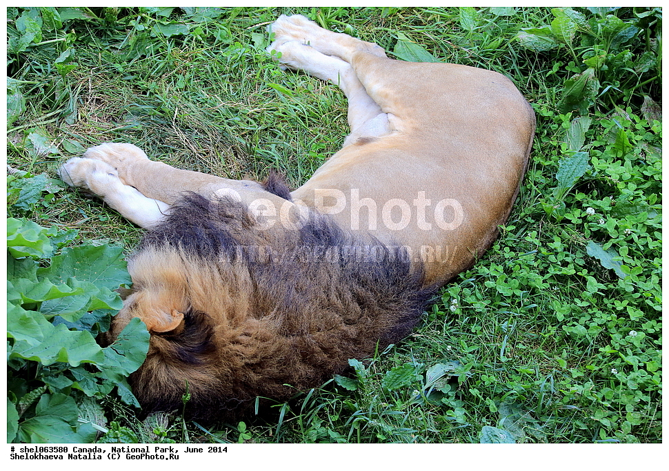 ������, ������������ ����, ���� 2014, �����, ��������, ��������, �������������, �������������, �����, �����, �������, ������, XYZ, �������, Felidae, ���, Panthera leo