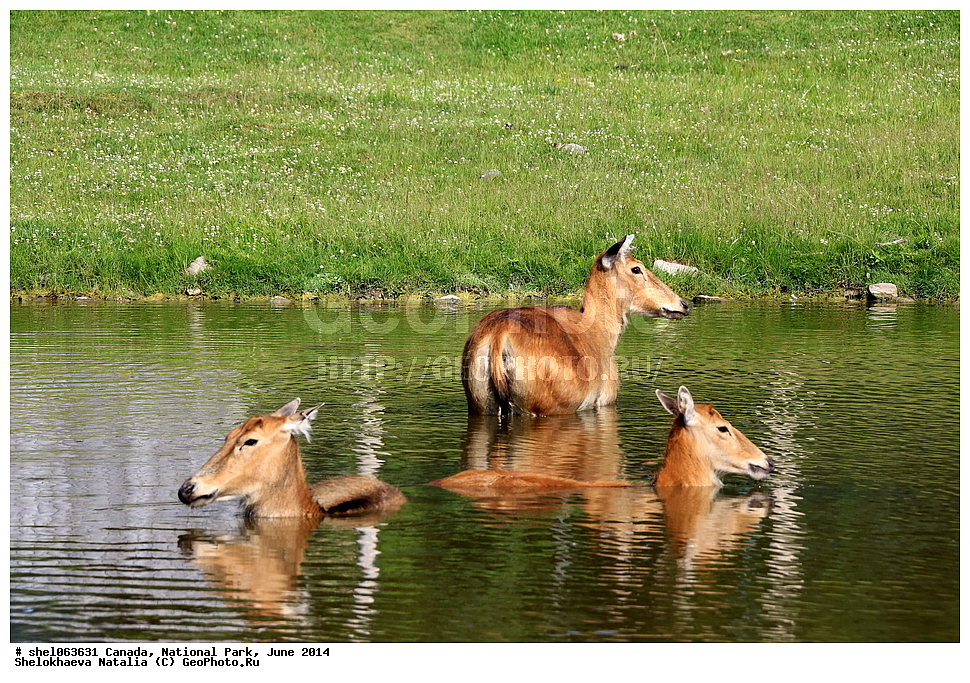 ������, ������������ ����, ���� 2014, �����, ��������, ��������, �������������, �������������, �����, �����, XYZ, ��������, ������, Cervidae, Cervus elaphus, Cervus canadensis, ����������� �����, ��������, ��������, �������������, �������������, �����, �����, XYZ, ��������, ������, Cervidae, Cervus elaphus, Cervus canadensis, ����������� �����