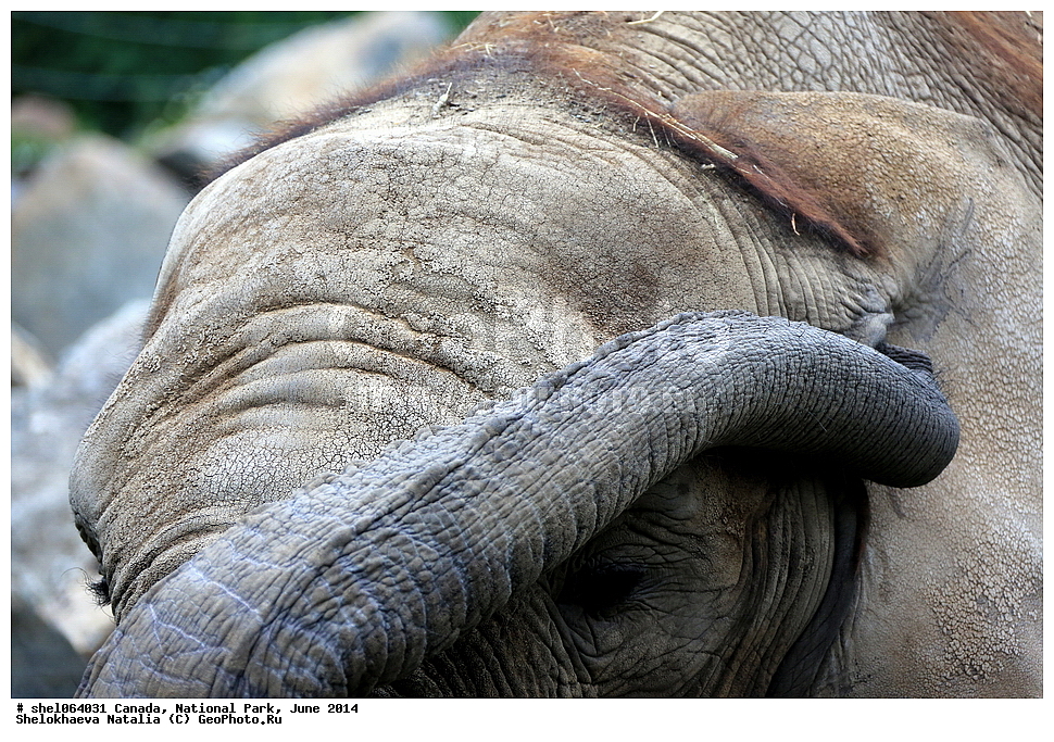 ������, ������������ ����, ���� 2014, �����, ��������, ��������, �������������, �������������, �����, �����, XYZ, ��������, Proboscidea, �������� ����, Loxodonta africana