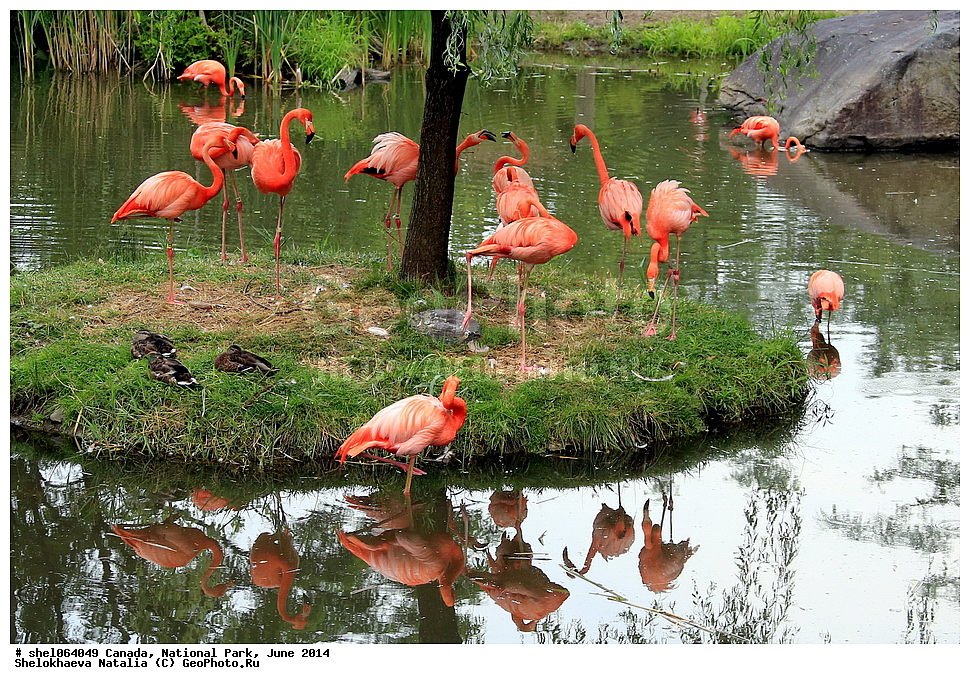 ������, ������������ ����, ���� 2014, �����, ��������, ��������, �����, �����, ��������, �����������, XYZ, �����������, Phoenicopteridae, ������� ��������, Phoenicopterus ruber