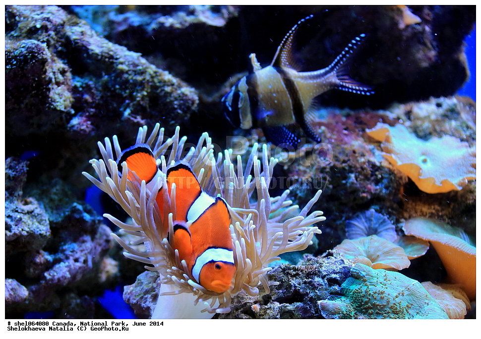 ������, ������������ ����, ���� 2014, �����