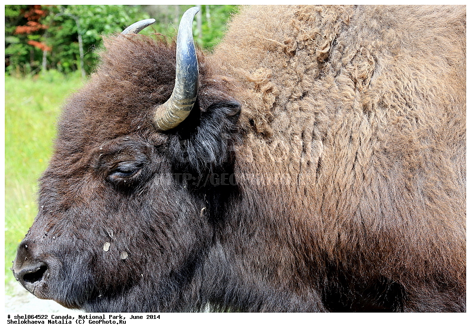 ������, ������������ ����, ���� 2014, �����, ��������, ��������, �������������, �������������, �����, �����, XYZ, ���������, Bovidae, �����, Bison bison