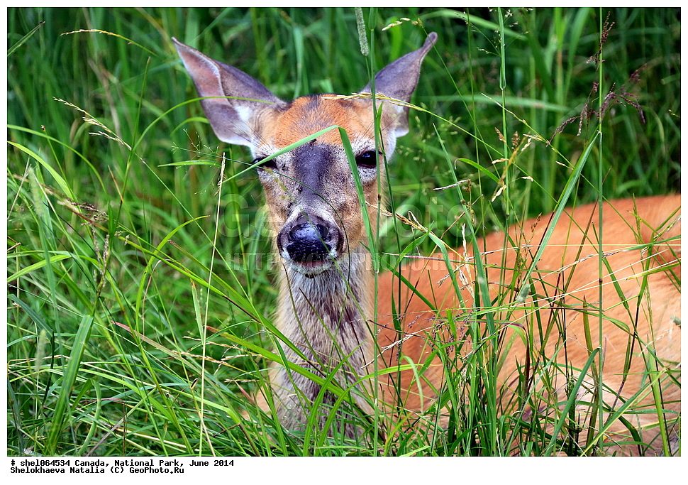 ������, ������������ ����, ���� 2014, �����, , ��������, ��������, �������������, �������������, �����, �����, XYZ, ��������, ������, Cervidae, Cervus elaphus, Cervus canadensis, ����������� �����, ��������, ��������, �������������, �������������, �����, �����, XYZ, ��������, ������, Cervidae, ����������� �����, ���������� �����, Odocoileus virginianus