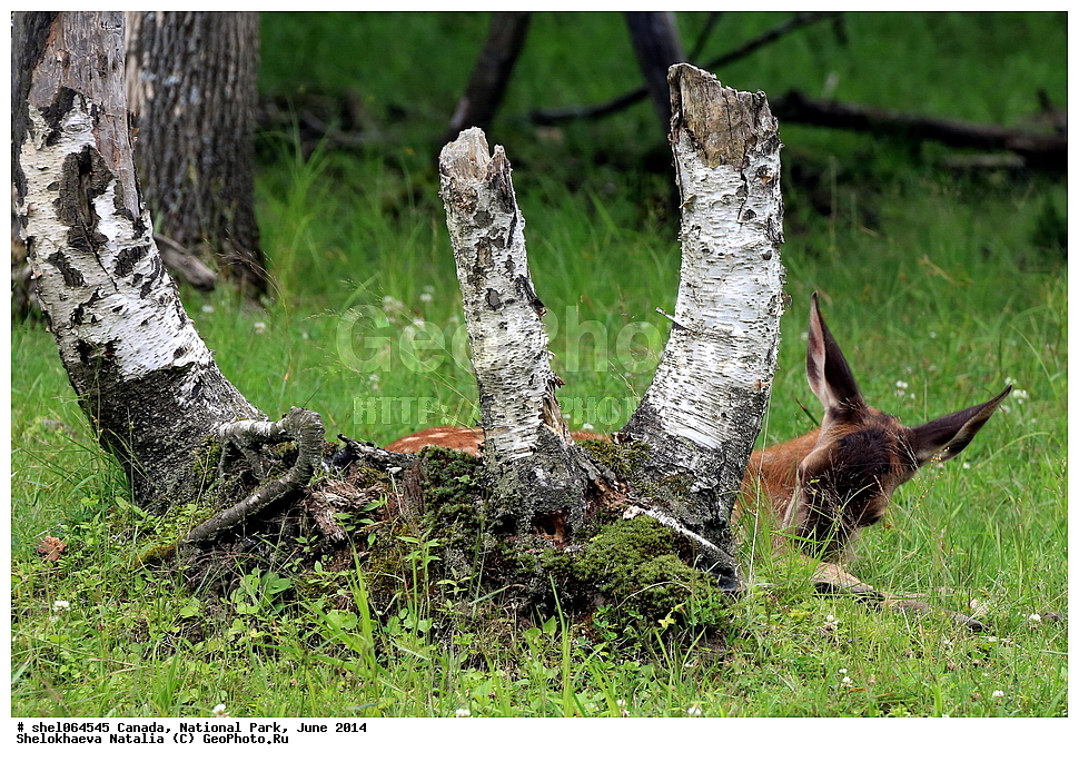 ������, ������������ ����, ���� 2014, �����, ��������, ��������, �������������, �������������, �����, �����, XYZ, ��������, ������, Cervidae, ����������� �����, ���������� �����, Odocoileus virginianus