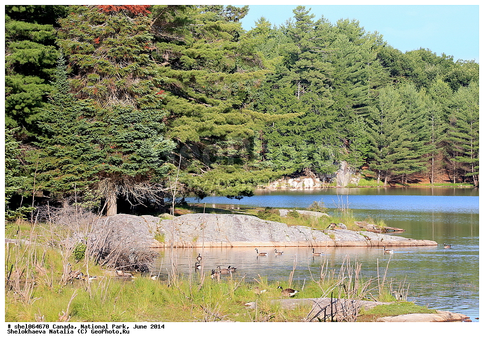 ������, ������������ ����, ���� 2014, �����, ��������, ��������, �����, �����, �����������������, ������������� �����, ������������� �����, XYZ, ������, Anatidae, ��������� �������, Branta canadensis