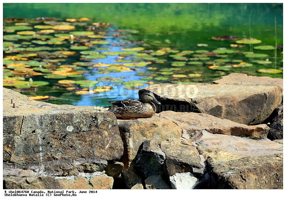 ������, ������������ ����, ���� 2014, �����, ��������, ��������, �����, �����, ��������, �����������, �����������������, ������������� �����, ������������� �����, XYZ, ������, Anatidae, ������, Anas platyrhynchos