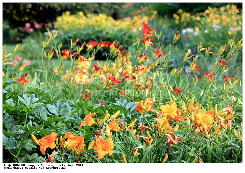 ������, ������������ ����, ���� 2014, �����