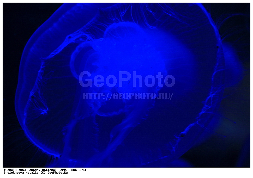 ������, ������������ ����, ���� 2014, �����