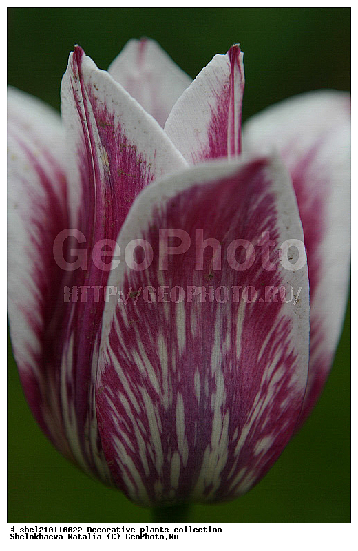 �짷�째�짾��ѡ�ӡ짳��ա짼�짵�����ߡ째, �짷�째�짾�짳��ӡ짳��ա짼�짵�����ߡ째 ��ӡ짳��ԡ�ա째����짼���, ��ӡ짳��ԡ�ա째����짼���, ��ԡ짳�짷��ѡ짵��ߡ째, ��ա��짿����ҡ짳���, ��ա��짿����ҡ짳������, ��ڡ짵�째��ԡ�ա짼, ��ڡ짵�째��ա�ѡ짾, ��ڡ짵�째��ա��, ��ڡ짵�째��ա째����짼�째, �첡짳��ԡ�ա째����짼���