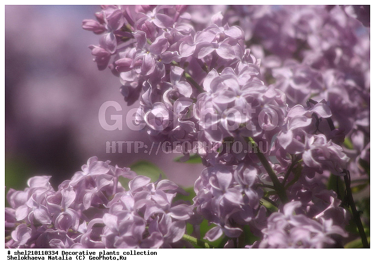 ������������, ��������, �������, ������, ������ ������������, ������, ��������, ������, �����, ����� ������������, ������ ��������, �����, ��������, ���������� ��������, ������� ��������, ������� ��������, ������, �����, XYZ, ����������, ���������, Oleaceae, ������ ������������, Syringa vulgaris, ���������, ����������, ����������� ��������, �����������, ������������ ��������, ������������ ��������, ������������, ������������, ������������, �����������
