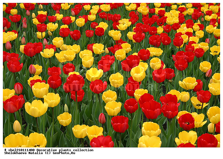 ��������, ������������, �������, ��������, �������, ���, ������, ��������, ������, �����