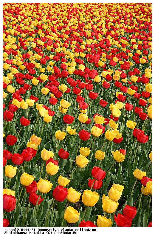 ��������, ������������, ������������ ��������, ��������, �������, ��������, �������, ��������, �������, ���, ������, ��������, ������, �����