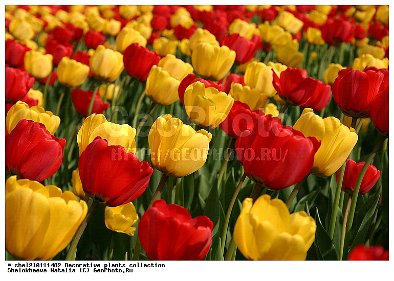 ��������, ������������, ������������ ��������, ��������, �������, ��������, �������, ��������, �������, ���, ������, ��������, ������, �����