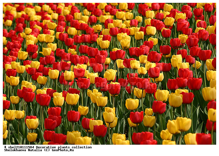 ��������, ������������, �������, ��������, �������, ���, ������, ��������, ������, �����