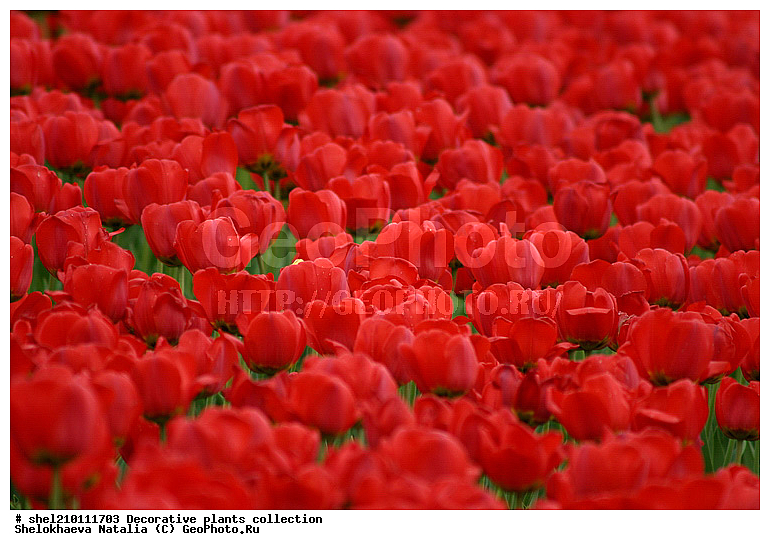 ��������, ������������, �������, ��������, �������, ���, ������, ��������, ������, �����