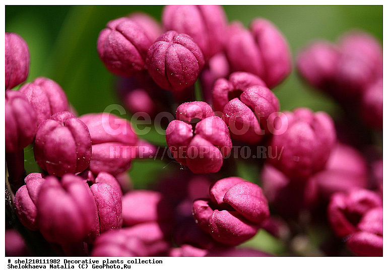 ������, ������ ��������, �����, ��������, ���������� ��������, ������� ��������, ������� ��������, ������, �����, XYZ, ����������, ���������, Oleaceae, ������ ������������, Syringa vulgaris, ���������, ����������, ����������� ��������, �����������, ������������ ��������, ������������ ��������, ������������, ������������, ������������, �����������