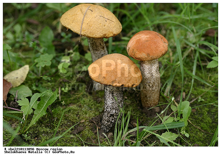 ����, �����, ���� ����, ��������