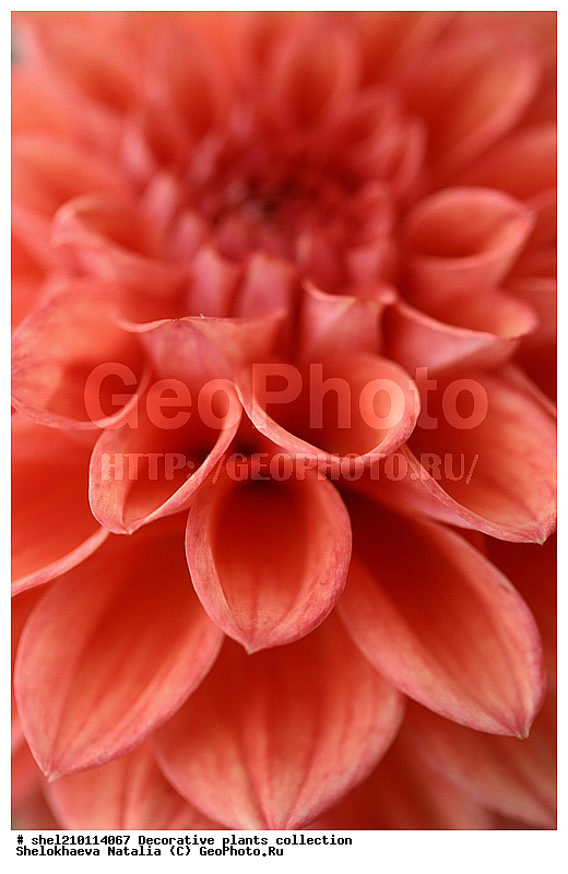 ��������, ������������, �������, ��������, �������, ���, ������, ��������, ������, �����