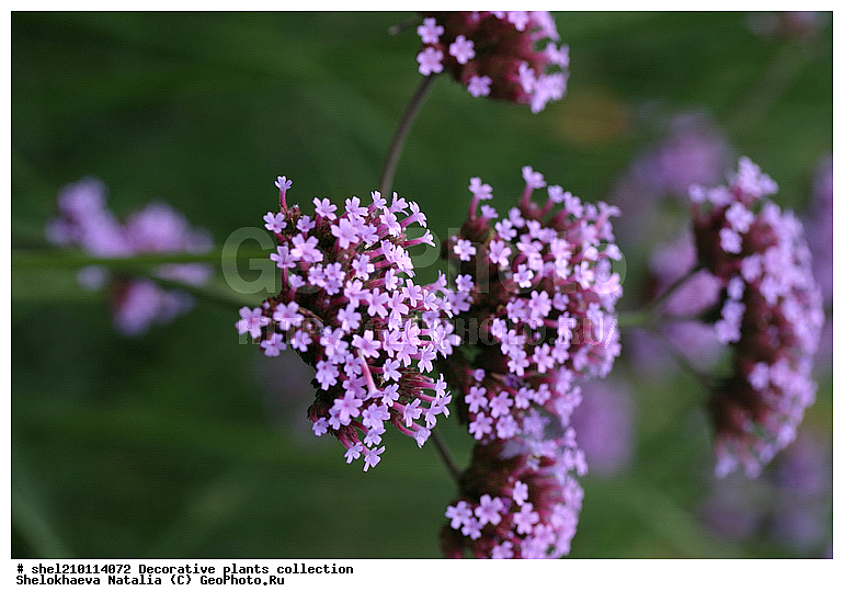 ��������, ���������, �������, ��������, ������, ��������, ������, �����