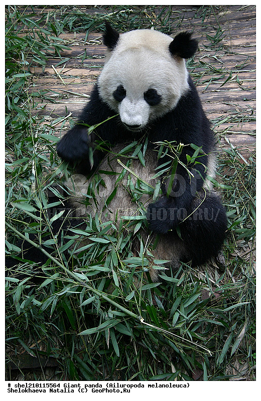 Ailuropoda melanoleuca, ������, ���������� �������, XYZ, �������������, �����, ��������, Ursidae, ������� �����, ���������� �������, Ailuropoda melanoleuca