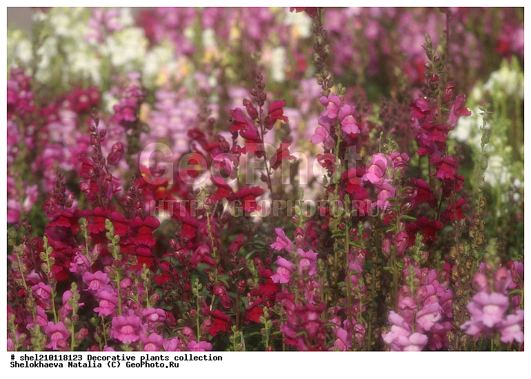 �짷�째�짾��ѡ�ӡ짳��ա짼�짵�����ߡ째, ��ԡ짳�짷��ѡ짵��ߡ째, ��ա째�짾��ԡ�ա�֡�ӡ짳, ��ء�ѡ��, ��ء짳�짾��ա�֡�ӡ짳, ��ڡ짵�째��ԡ�ա짼, ��ڡ짵�째��ա�ѡ짾, ��ڡ짵�째��ա��, ��ڡ짵�째��ա째����짼�째, �첡짳��ԡ�ա째����짼���