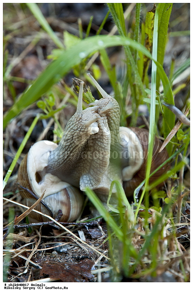 ��������, ������, ����������� ������